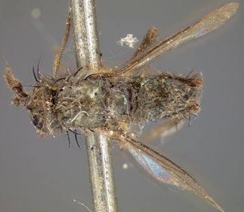 Media type: image;   Entomology 12892 Aspect: habitus dorsal view